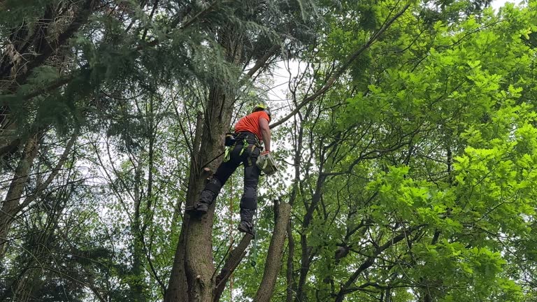 Best Tree and Shrub Care  in West Carthage, NY